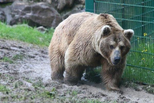 Syrian brown bear