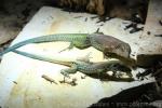 Giant Ameiva