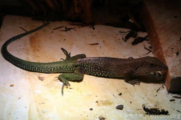 Giant Ameiva