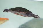 Red-bellied short-necked turtle