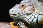 Green iguana