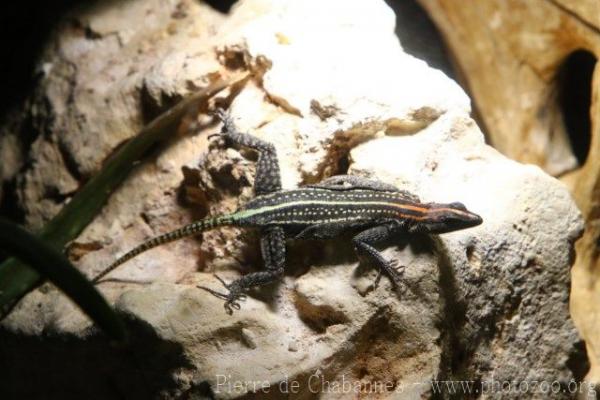 Waterberg flat lizard