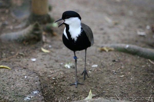 Spur-winged lapwing