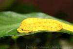 Eyelash palm viper *