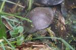 European pond turtle