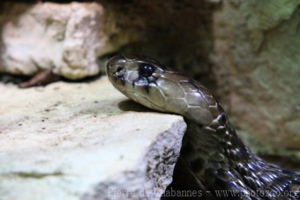 Indian cobra