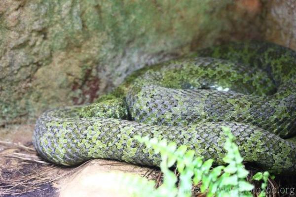 Mangshan pitviper