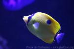 Yellow teardrop butterflyfish