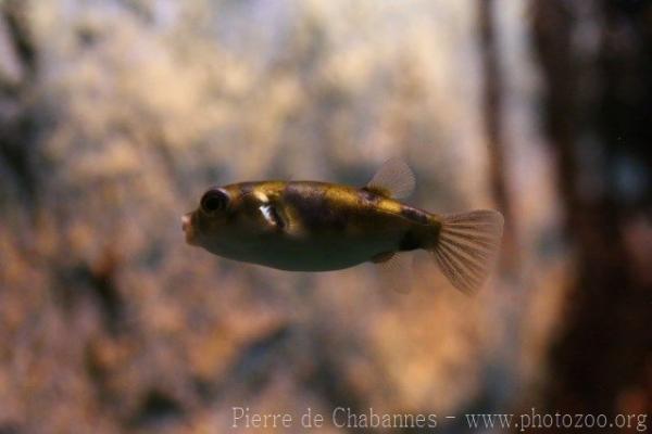 Amazon puffer