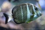 Whitespotted surgeonfish