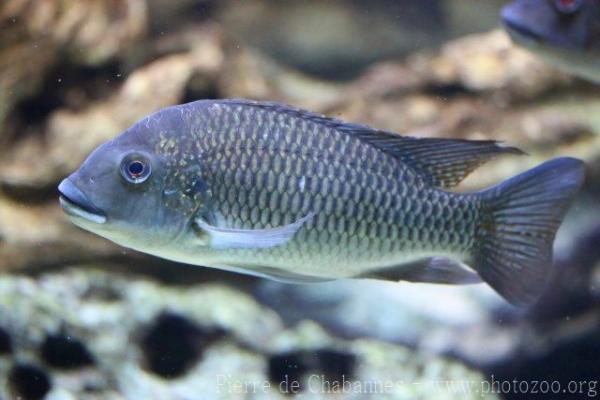 Redbreast tilapia