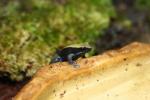 Blue-legged mantella