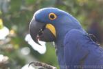 Hyacinth macaw