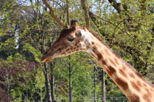 Kordofan giraffe