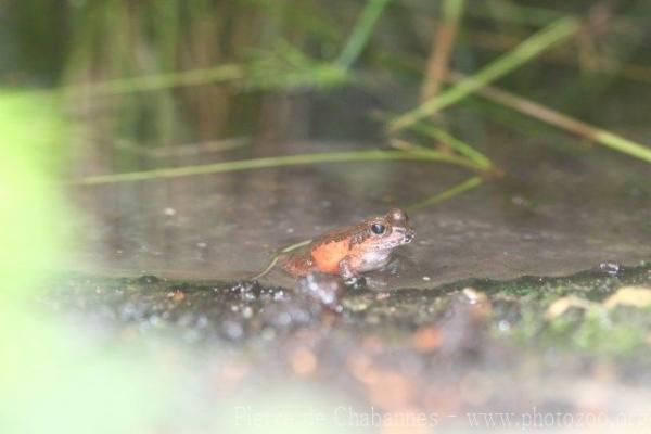 Betsileo Madagascar frog