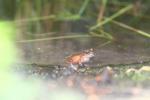 Betsileo Madagascar frog