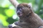 Greater bamboo lemur