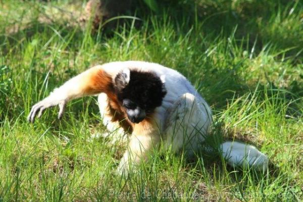 Crowned sifaka