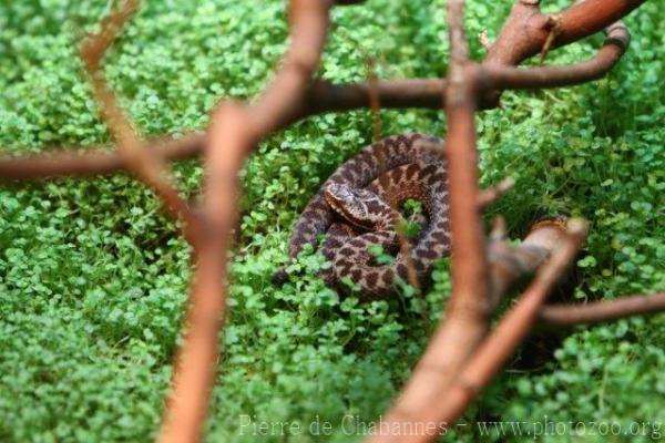 Common european adder