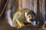 Peruvian squirrel-monkey