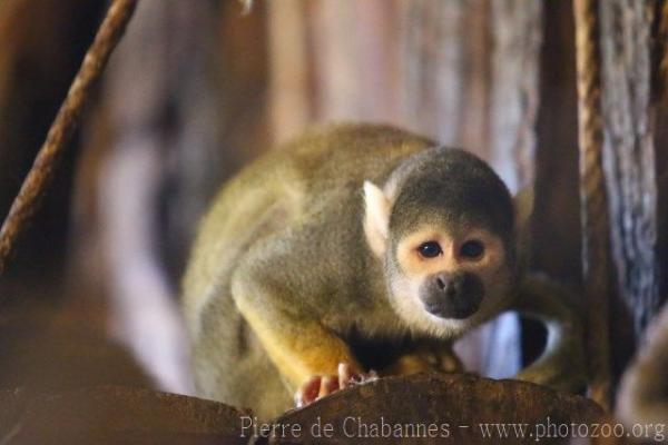 Peruvian squirrel-monkey