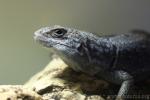 Merrem's Madagascar iguana