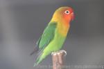 Fischer's lovebird