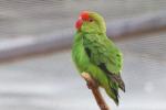 Black-winged lovebird