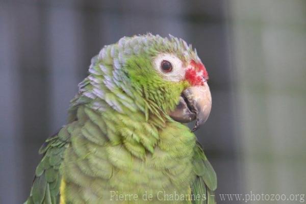 Red-lored amazon