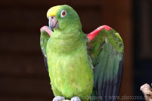 Yellow-crowned amazon