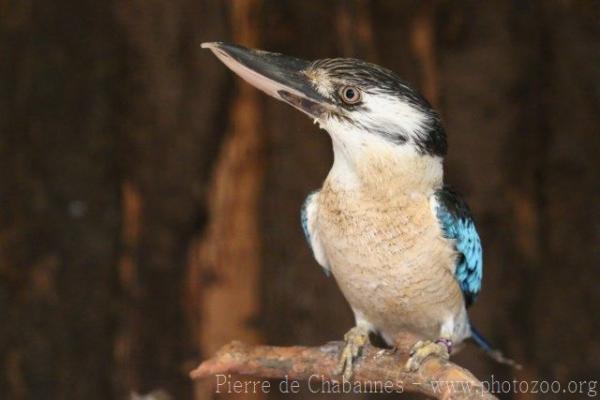 Blue-winged kookaburra