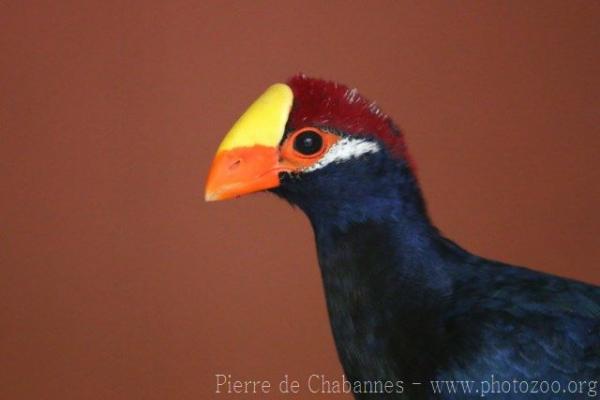 Violet turaco