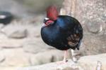 Crested partridge