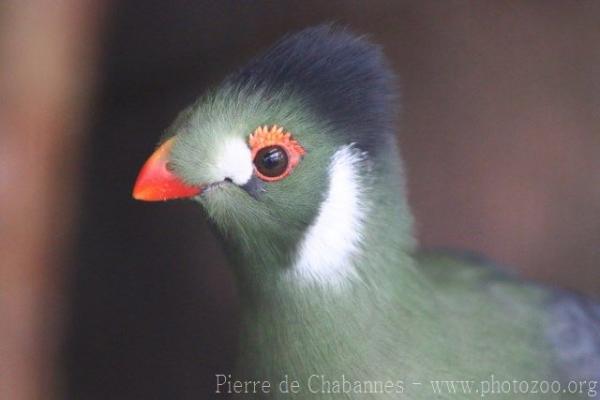 White-cheeked turaco