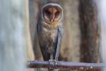 Sao Tome barn-owl