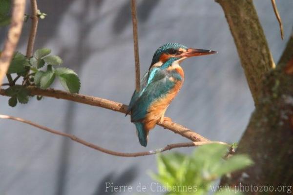 Common kingfisher