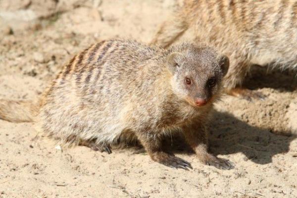 Banded mongoose