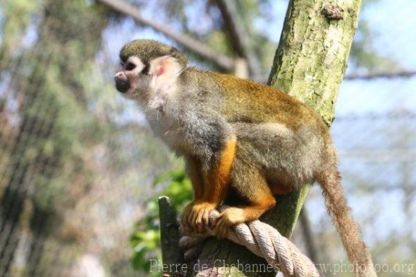 Guianan squirrel monkey