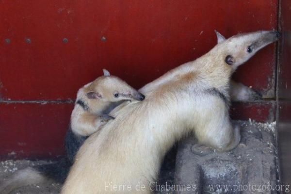 Southern tamandua