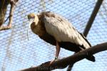 Buff-necked ibis