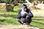 Western lowland gorilla