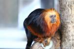 Golden-headed lion tamarin