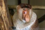 Proboscis monkey