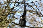 Northern white-cheeked crested gibbon