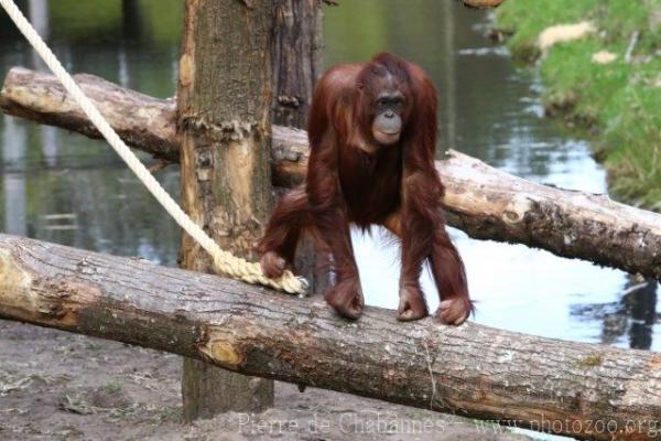 Bornean orang-utan