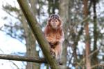 Eastern javan langur