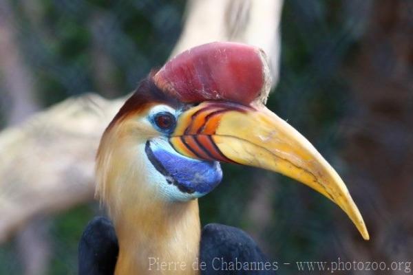 Knobbed hornbill