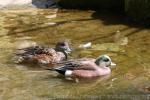 American wigeon