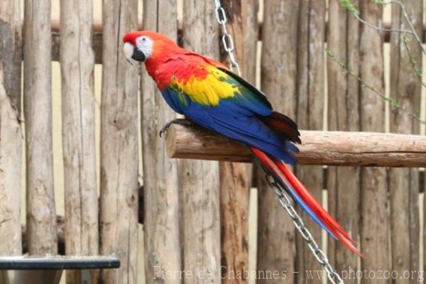 Scarlet macaw