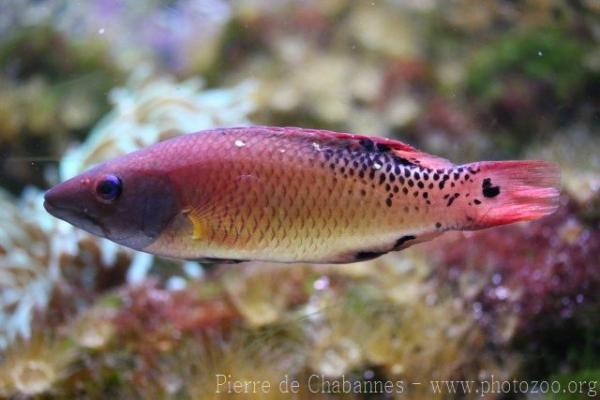 Pacific diana hogfish